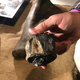 The plesiosaur vertebra (Image: Ryan F. Mandelbaum)